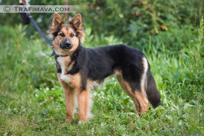 Элли-почи колли в дар - Изображение #2, Объявление #720444