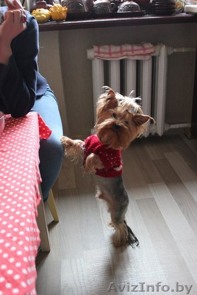 Продам щенков йоркширского терьера(без родословной) - Изображение #3, Объявление #710268