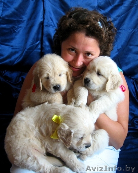 Щенки голден ретривера (золотистого ретривера) - Изображение #1, Объявление #713003