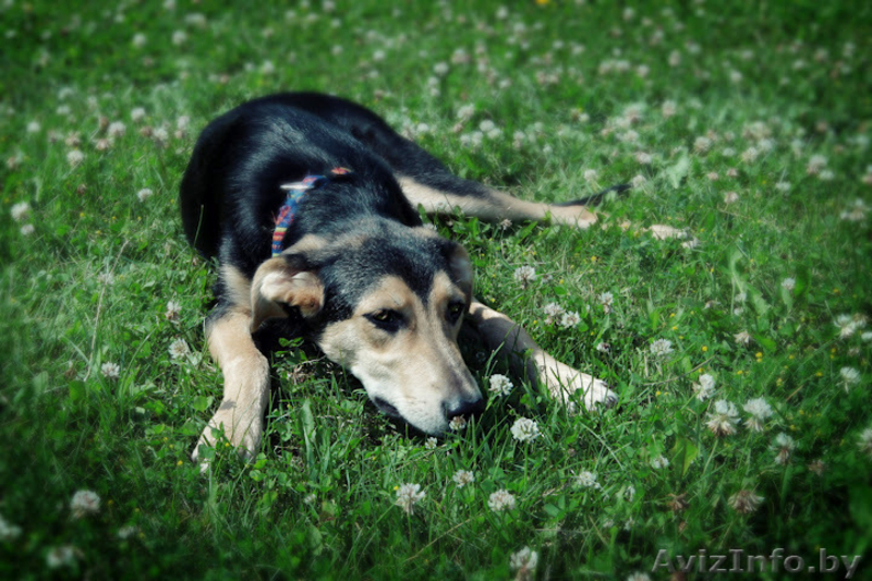 Щенок в дар в хорошие руки! - Изображение #2, Объявление #710447