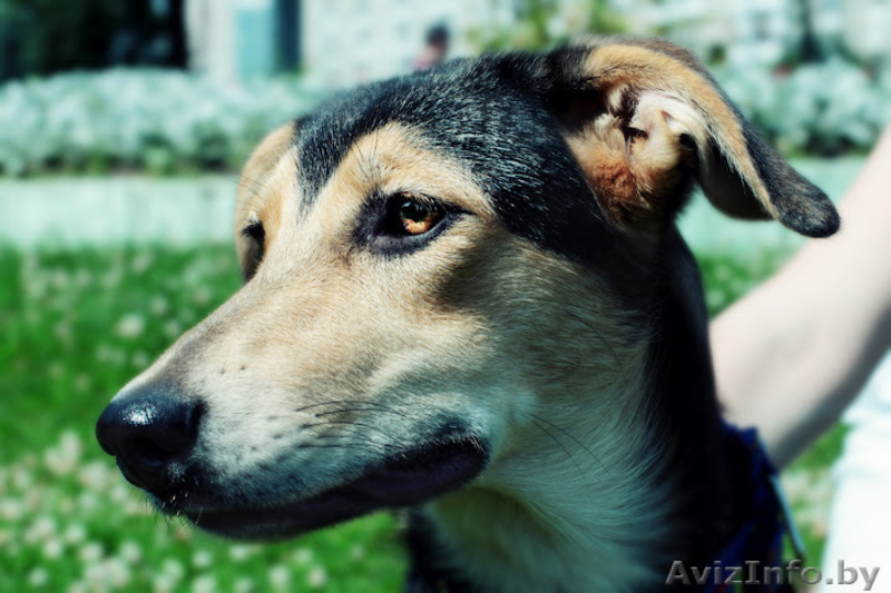 Щенок в дар в хорошие руки! - Изображение #1, Объявление #710447