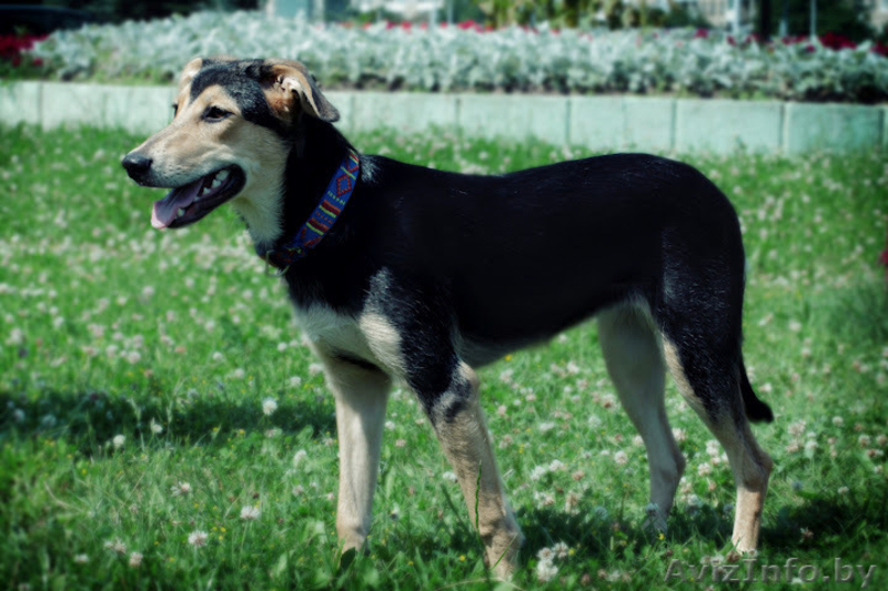 Щенок в дар в хорошие руки! - Изображение #4, Объявление #710447