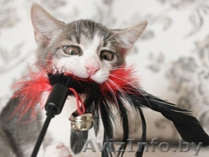 Была птичка - стала кошечка - Изображение #2, Объявление #719505