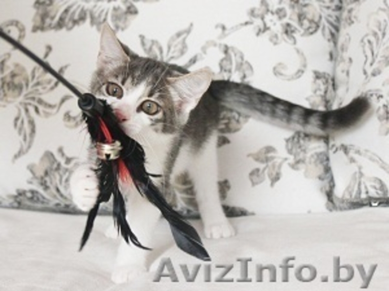 Была птичка - стала кошечка - Изображение #3, Объявление #719505