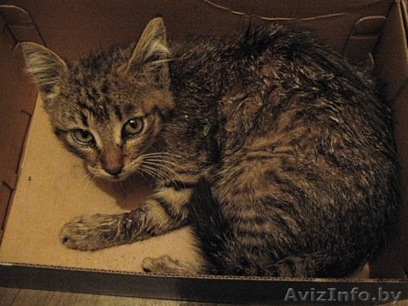 котенок Гуталин ищет нового хозяина - Изображение #2, Объявление #711671