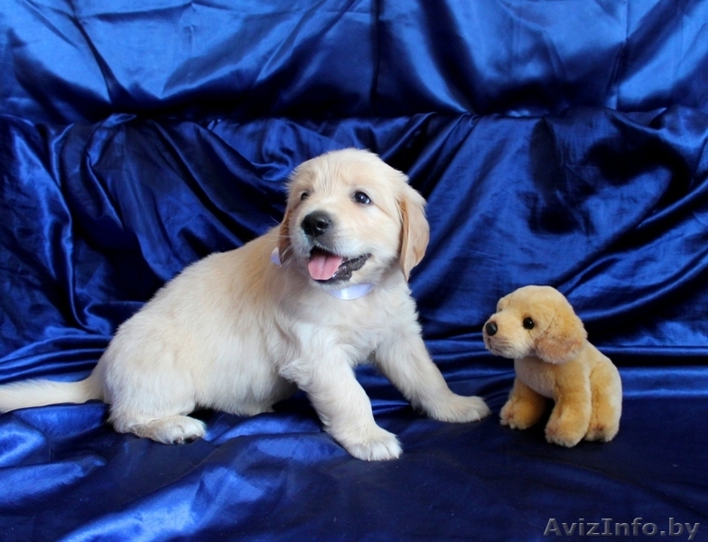 Щенки голден ретривера (золотистого ретривера) - Изображение #5, Объявление #713003