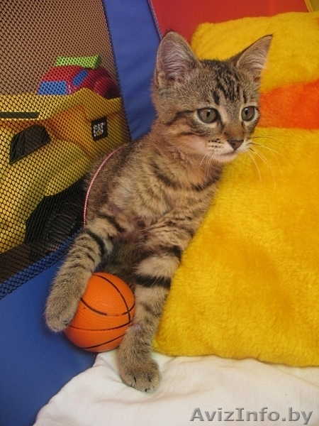 котенок Гуталин ищет хозяина - Изображение #4, Объявление #715522