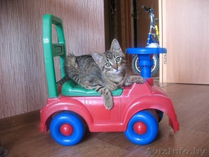 котенок Гуталин ищет хозяина - Изображение #2, Объявление #715522