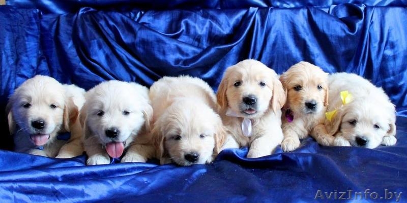 Щенки голден ретривера (золотистого ретривера) - Изображение #3, Объявление #713003