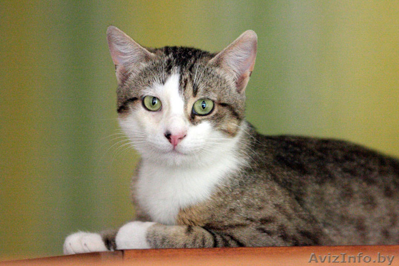 Молодой котик в дар добрым людям. 1 год. - Изображение #1, Объявление #727457