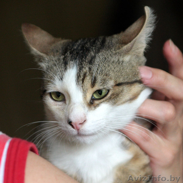 Молодой котик в дар добрым людям. 1 год. - Изображение #3, Объявление #727457