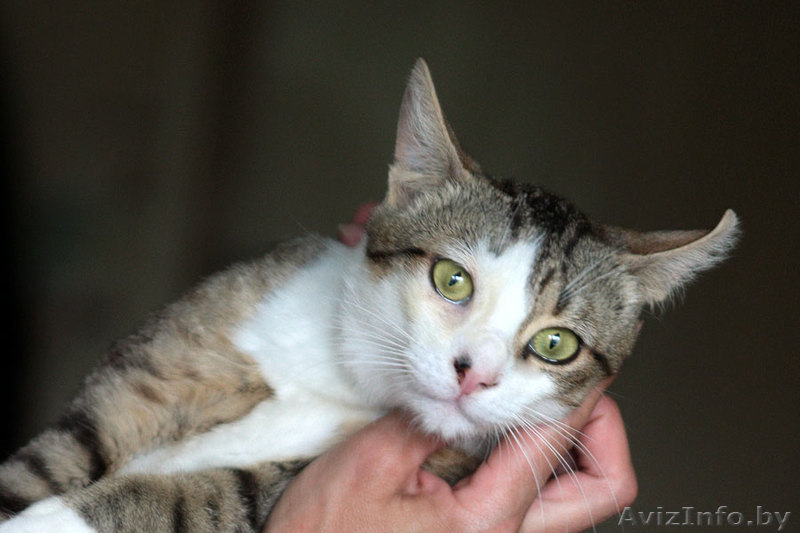 Молодой котик в дар добрым людям. 1 год. - Изображение #2, Объявление #727457