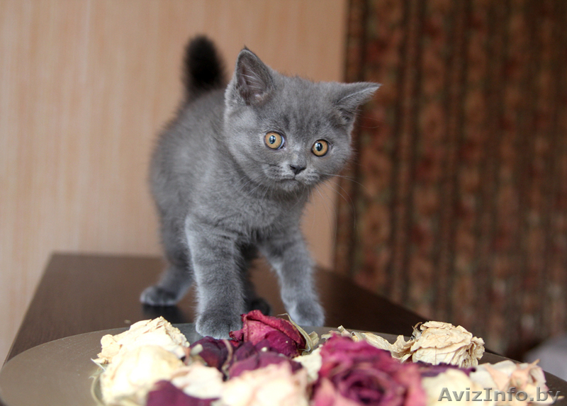 Британский котеночек  - Изображение #2, Объявление #712173