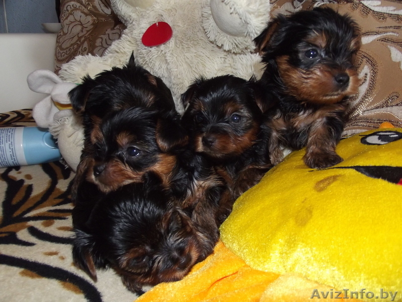 щеночки йоркширского терьера - Изображение #3, Объявление #727500