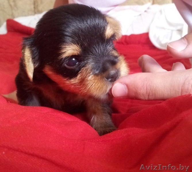 Продам щенков йоркширского терьера(без родословной) - Изображение #2, Объявление #710268