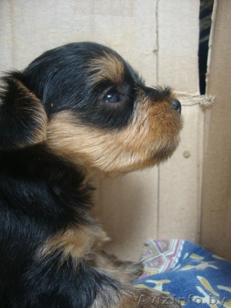 Продам щенков йоркширского терьера(без родословной) - Изображение #1, Объявление #710268