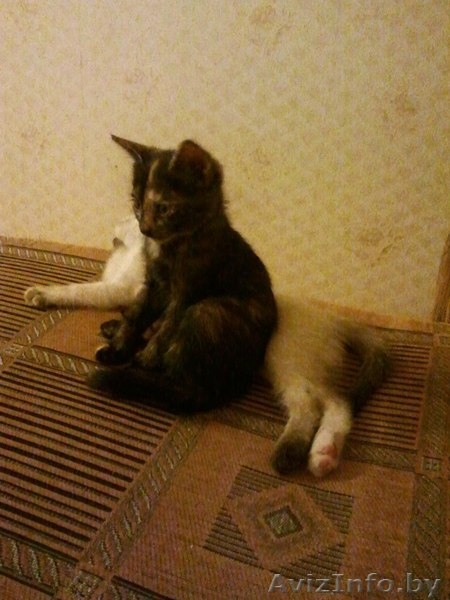 Отдам очень хороших котят в добрые руки! - Изображение #5, Объявление #709169