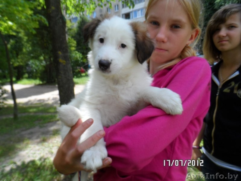 Очаровательные девчЁнки В ДАР!!! - Изображение #1, Объявление #719405