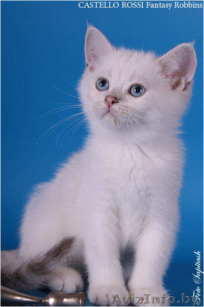 Синеглазые британские шиншиллы - Изображение #1, Объявление #722611