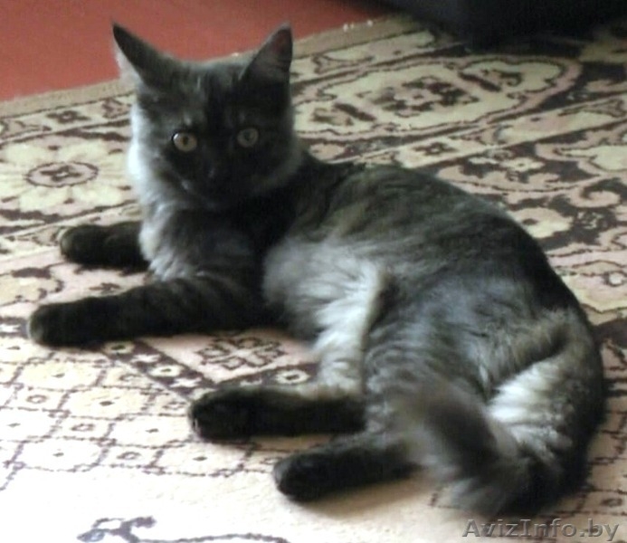 Котенок даром в хорошие руки - Изображение #1, Объявление #722514