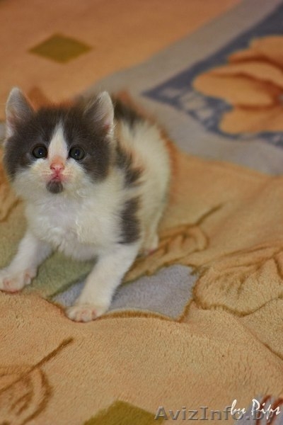  Пушистые котята в добрые руки! - Изображение #6, Объявление #710943