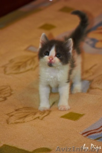 Пушистые котятки в дар! - Изображение #4, Объявление #707627