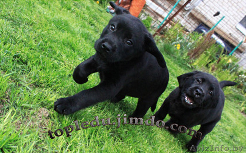 щенки лабрадора черного окраса - Изображение #1, Объявление #704019