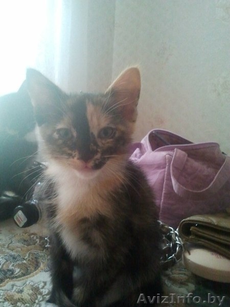 Отдам очень хороших котят в добрые руки! - Изображение #8, Объявление #709169