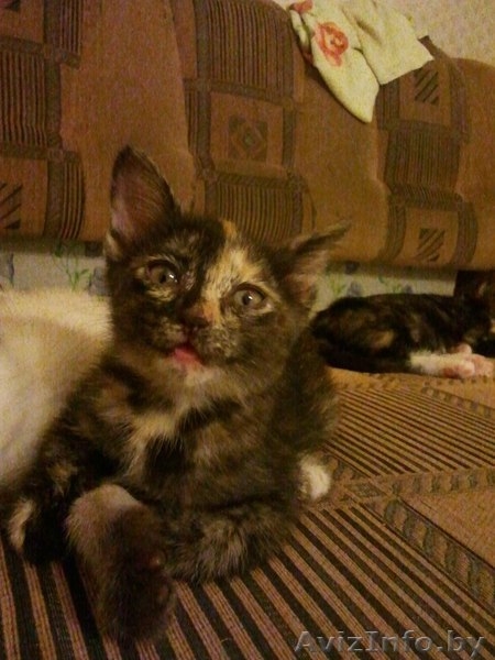 Отдам очень хороших котят в добрые руки! - Изображение #7, Объявление #709169