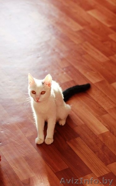 Златоглазая кошечка Маруся в добрые руки! - Изображение #1, Объявление #711085