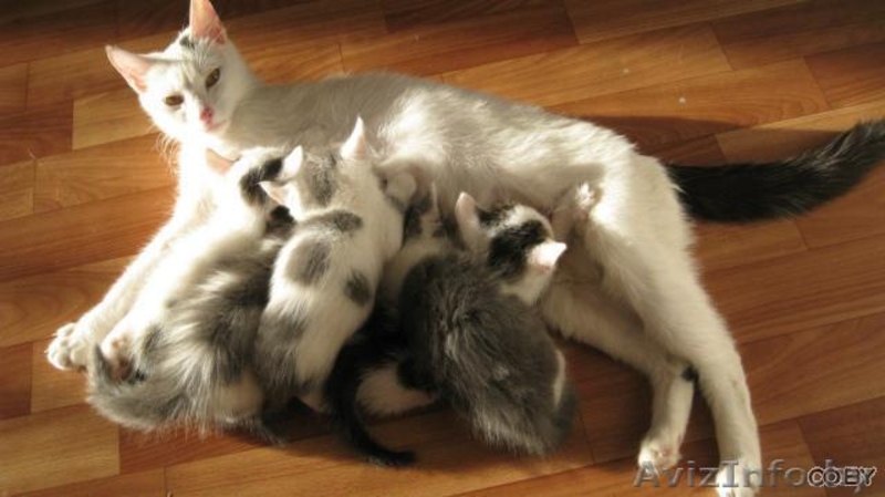 Златоглазая кошечка Маруся в добрые руки! - Изображение #2, Объявление #711085