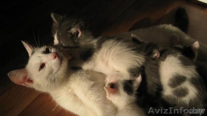 Златоглазая кошечка Маруся в добрые руки! - Изображение #3, Объявление #711085