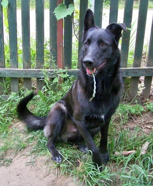 Миша-охранник в дар - Изображение #2, Объявление #719854