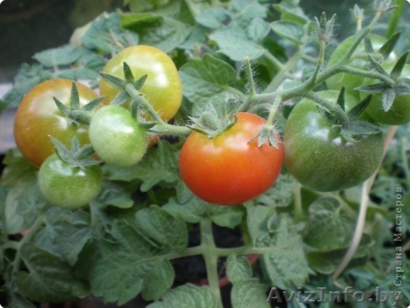 33 и более сотки плодородной земли! Дешево! - Изображение #2, Объявление #362814