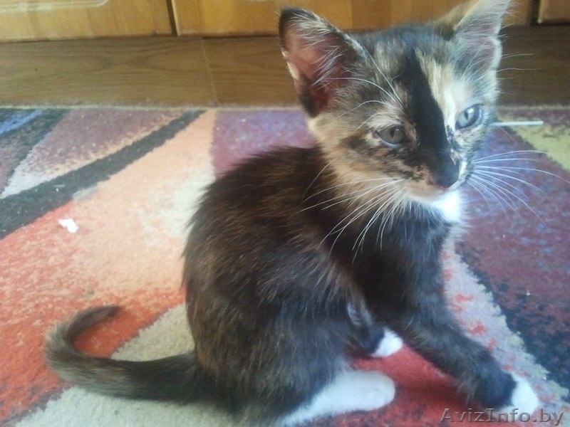 Отдам очень хороших котят в добрые руки! - Изображение #9, Объявление #709169