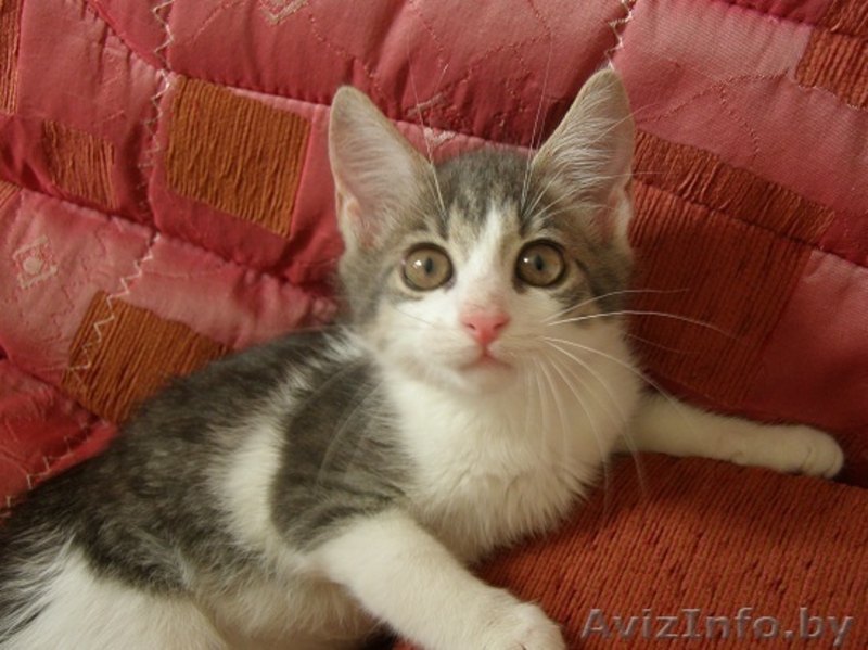 Малышка Мишель Ищет СВОЕГО ХОЗЯИНА и СВОЙ ДОМ - Изображение #2, Объявление #707275