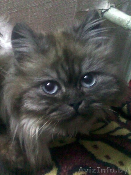 В дар котята от персов - Изображение #1, Объявление #717638