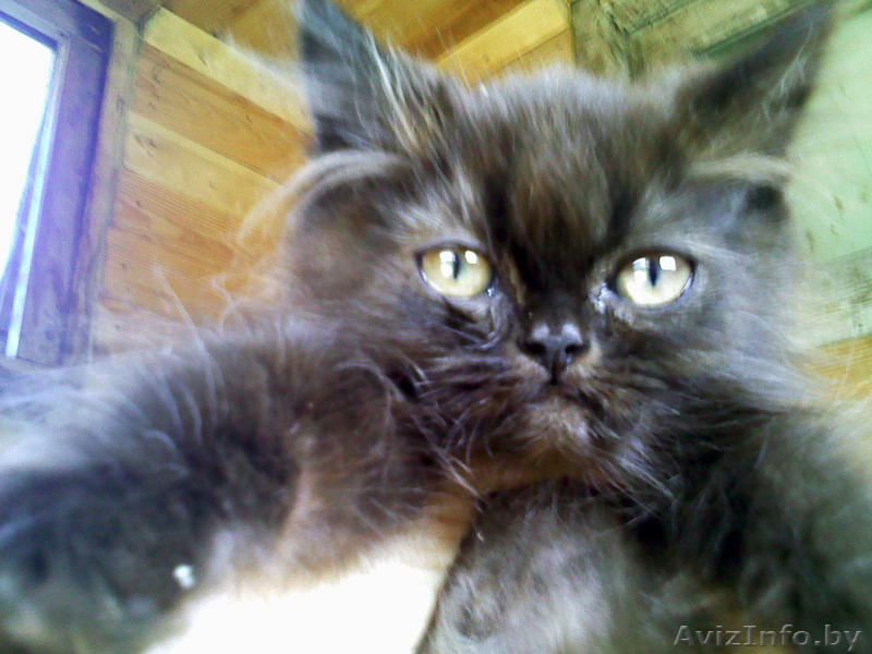 В дар котята от персов - Изображение #4, Объявление #717638