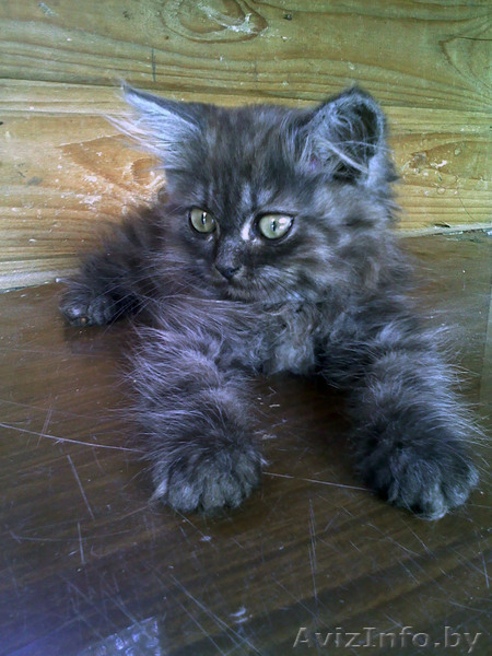 В дар котята от персов - Изображение #5, Объявление #717638