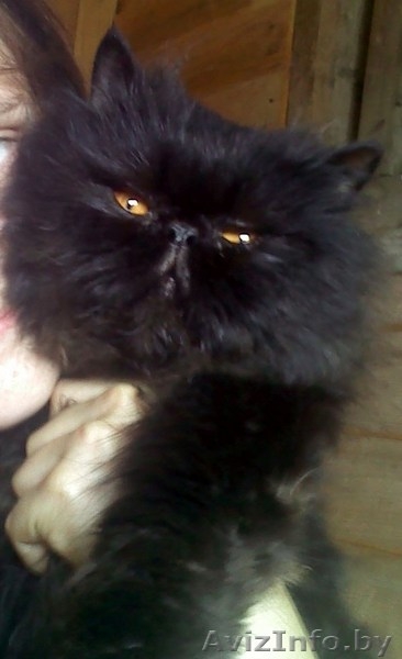 В дар котята от персов - Изображение #2, Объявление #717638