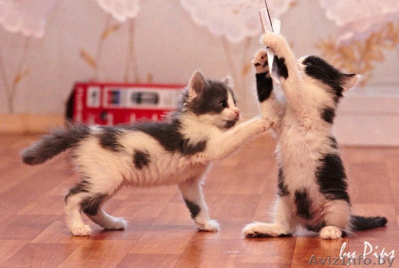 Пушистые котятки в дар! - Изображение #7, Объявление #707627