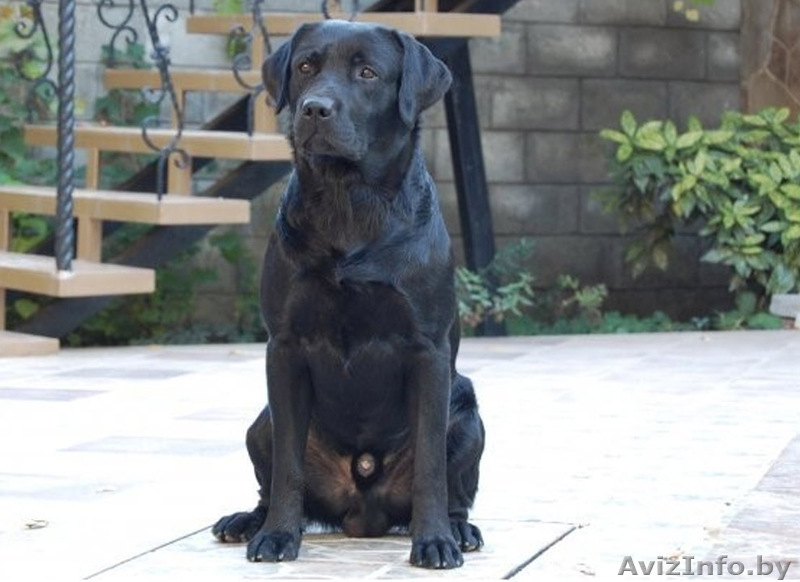 Щенки дабрадора - Изображение #3, Объявление #712325