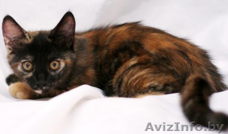 Котенок в ДАР. Трехцветная радость - Изображение #1, Объявление #722706