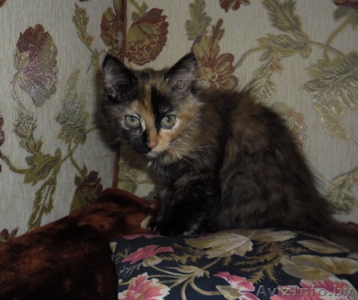 котенок девочка, месяца 2,5-3 - Изображение #1, Объявление #716402