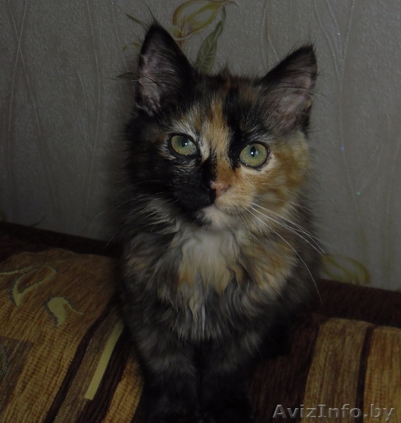 котенок девочка, месяца 2,5-3 - Изображение #2, Объявление #716402