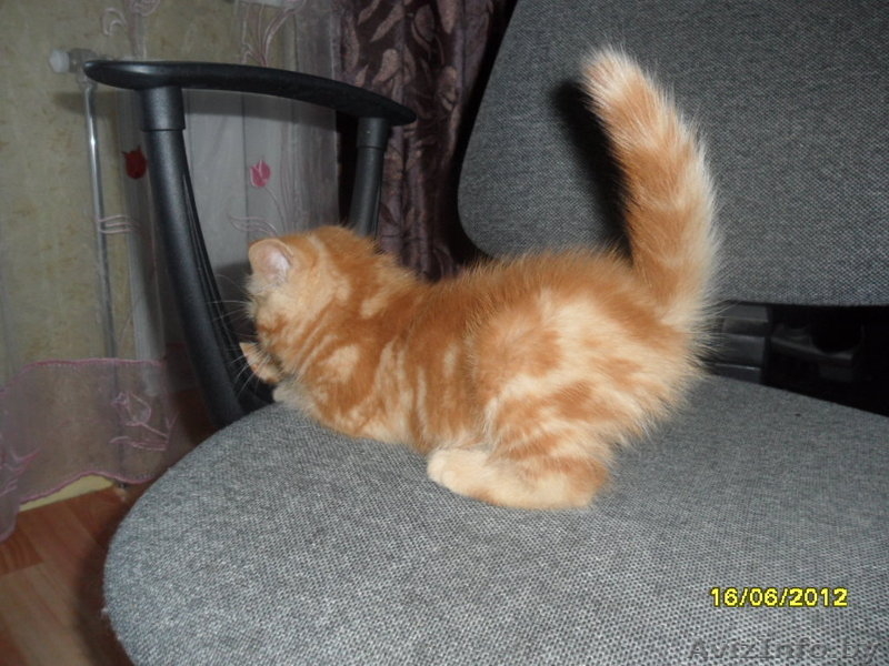 Персидские котята недорого - Изображение #5, Объявление #685036