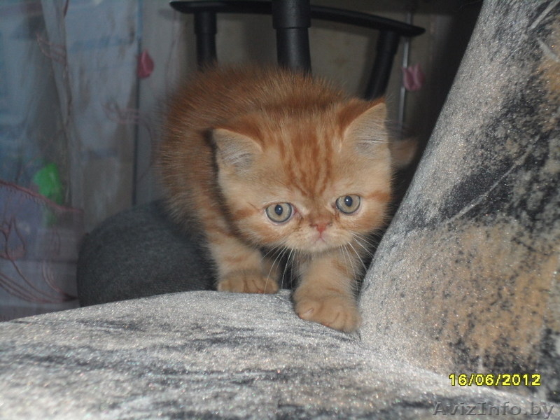 Персидские котята недорого - Изображение #4, Объявление #685036