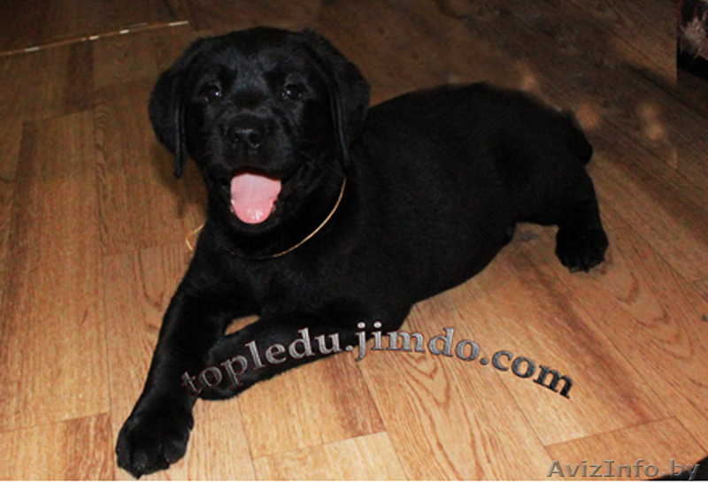 Щенки дабрадора - Изображение #2, Объявление #712325