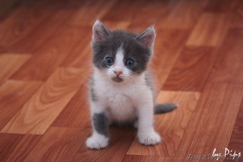  Пушистые котята в добрые руки! - Изображение #7, Объявление #710943