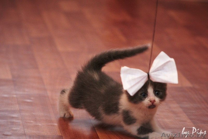 Пушистые котятки в дар! - Изображение #6, Объявление #707627